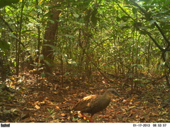 Himantornis haematopus