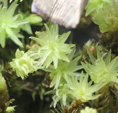 Aulacomnium palustre