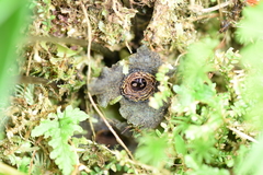 Asarum albomaculatum