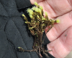Aulacomnium palustre