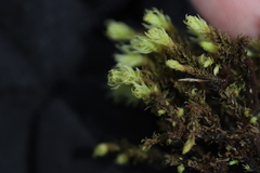 Aulacomnium palustre
