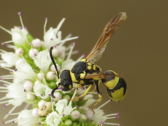 Parodontodynerus ephippium