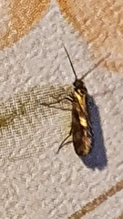 Micropterix