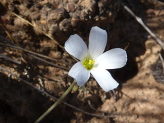 Oxalis lateriflora