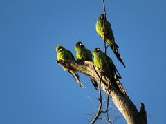 Aratinga nenday