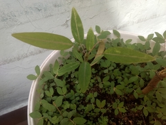 Codariocalyx motorius