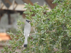 Hypocolius ampelinus