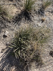 Agave schottii schottii