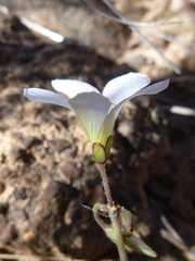 Oxalis lateriflora