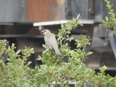 Hypocolius ampelinus