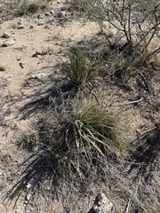 Agave schottii schottii