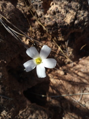 Oxalis lateriflora