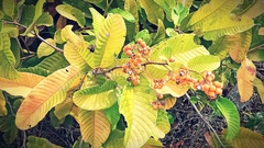 Dilleniaceae