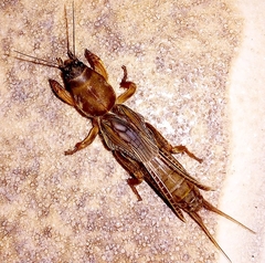 Neocurtilla