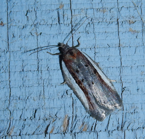 Acleris celiana photo 5