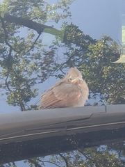 Cardinalis cardinalis