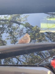 Cardinalis cardinalis