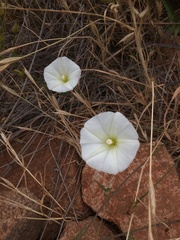 Calystegia macrostegia tenuifolia