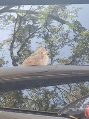 Cardinalis cardinalis