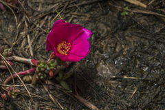 Portulaca grandiflora