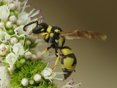 Parodontodynerus ephippium