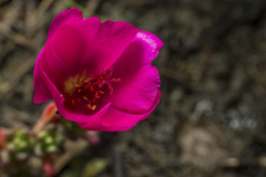 Portulaca grandiflora