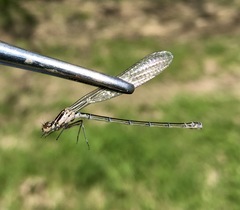 Coenagrion ponticum