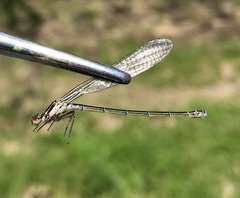 Coenagrion ponticum