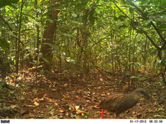 Himantornis haematopus