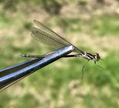 Coenagrion ponticum