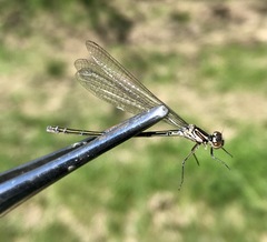 Coenagrion ponticum