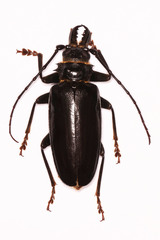 Anthracocentrus capensis