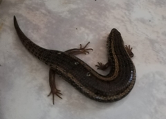 Chalcides ocellatus tiligugu