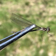 Coenagrion ponticum