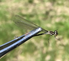Coenagrion ponticum