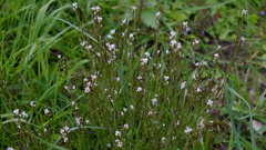 Cardamine hirsuta