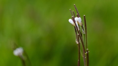 Cardamine hirsuta