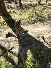 Aesculus × carnea