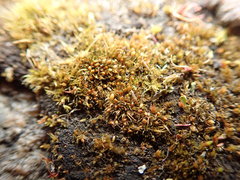 Pleuridium acuminatum