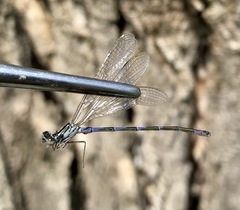 Coenagrion ponticum
