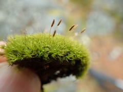 Hymenoloma crispulum