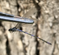 Coenagrion ponticum
