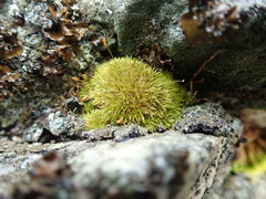 Hymenoloma crispulum