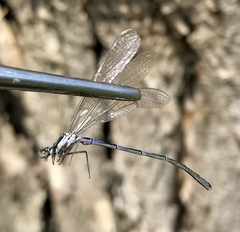 Coenagrion ponticum
