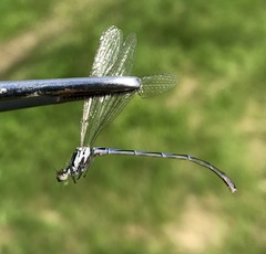 Coenagrion ponticum