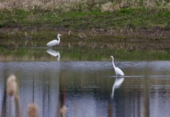 Ardea alba