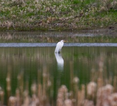 Ardea alba