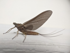 Ephemerella subvaria