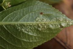 Synchytrium mercurialis