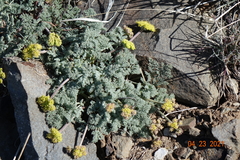 Lomatium foeniculaceum